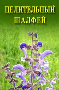 Обложка книги Целительный шалфей