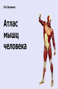 Обложка книги Атлас мышц человека